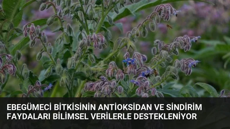Ebegümeci Bitkisinin Antioksidan ve Sindirim Faydaları Bilimsel Verilerle Destekleniyor