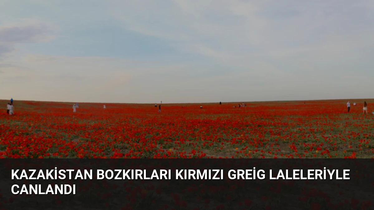 Kazakistan Bozkırları Kırmızı Greig Laleleriyle Canlandı