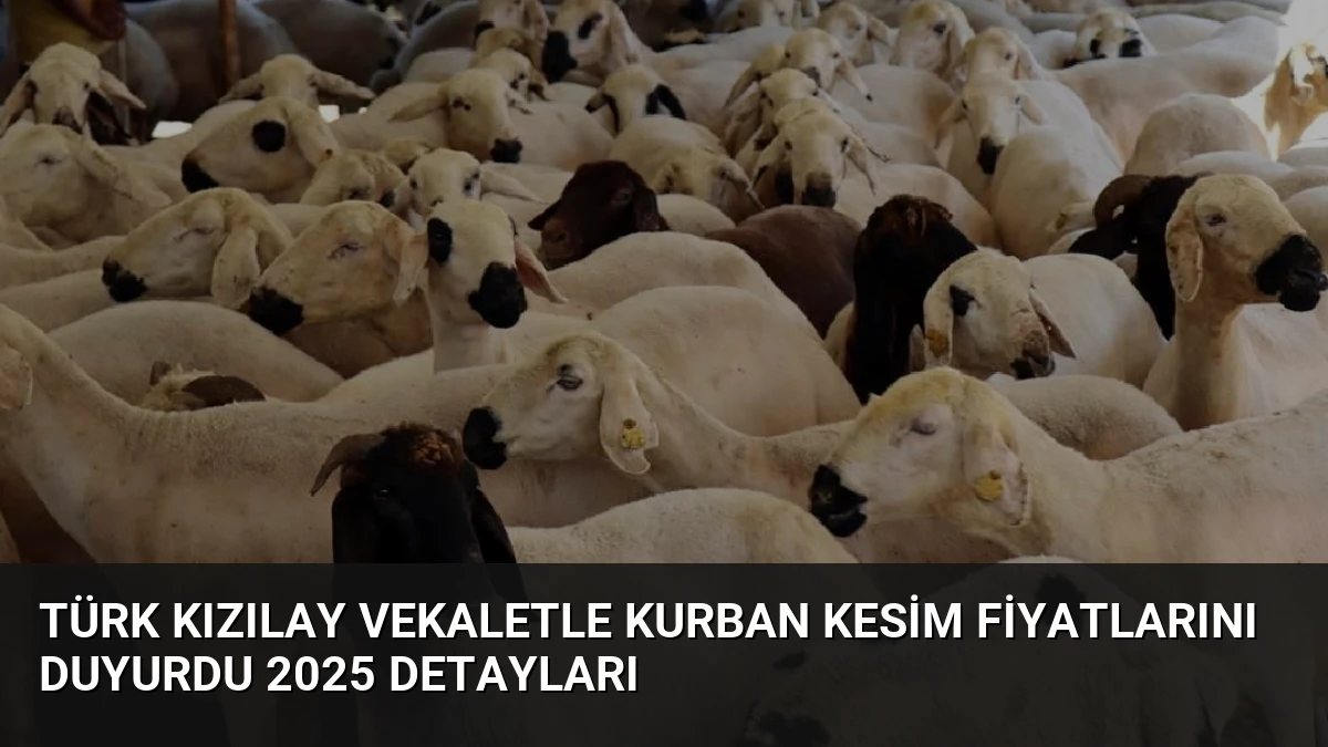 Türk Kızılay Vekaletle Kurban Kesim Fiyatlarını Duyurdu 2025 Detayları