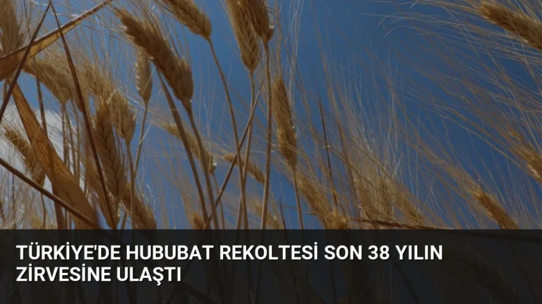 Türkiye’de Hububat Rekoltesi Son 38 Yılın Zirvesine Ulaştı