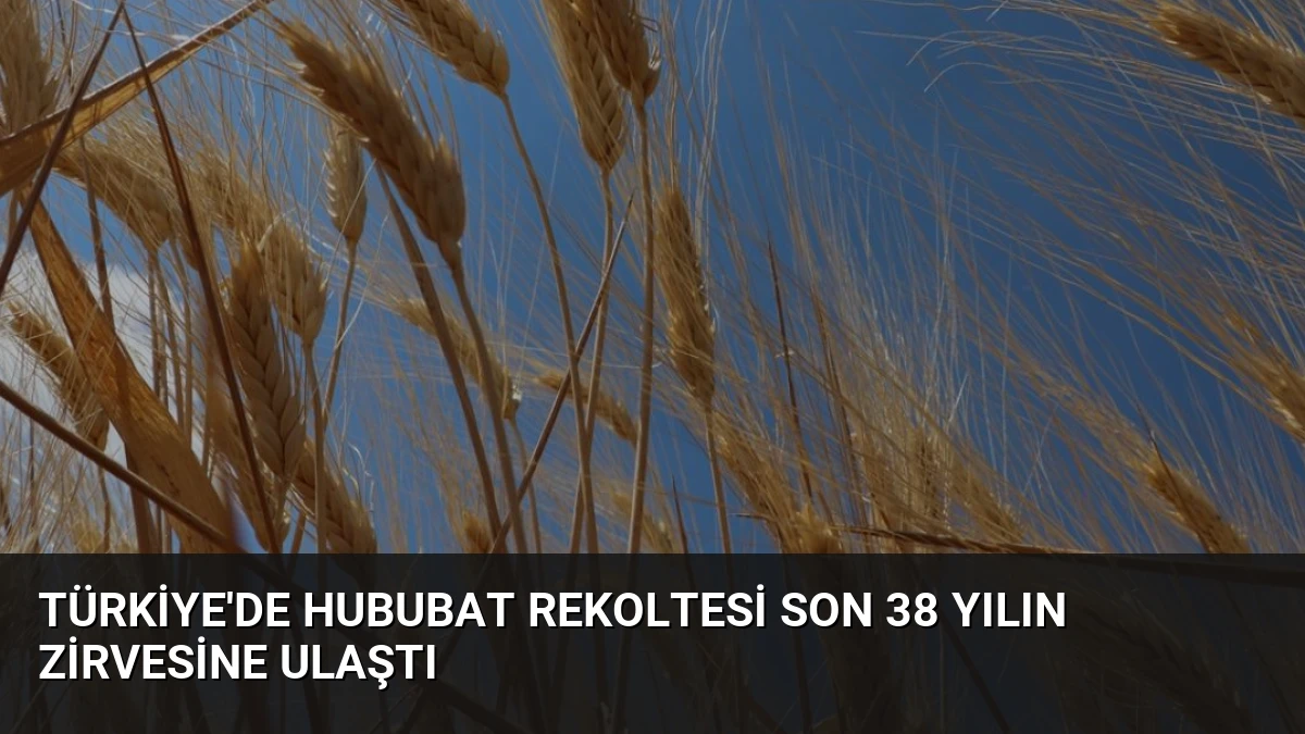 Türkiye’de Hububat Rekoltesi Son 38 Yılın Zirvesine Ulaştı
