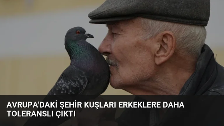 Avrupa’daki Şehir Kuşları Erkeklere Daha Toleranslı Çıktı