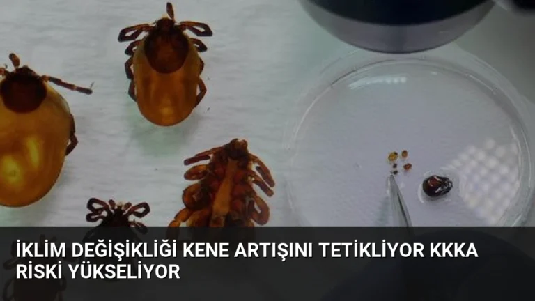 İklim Değişikliği Kene Artışını Tetikliyor KKKA Riski Yükseliyor