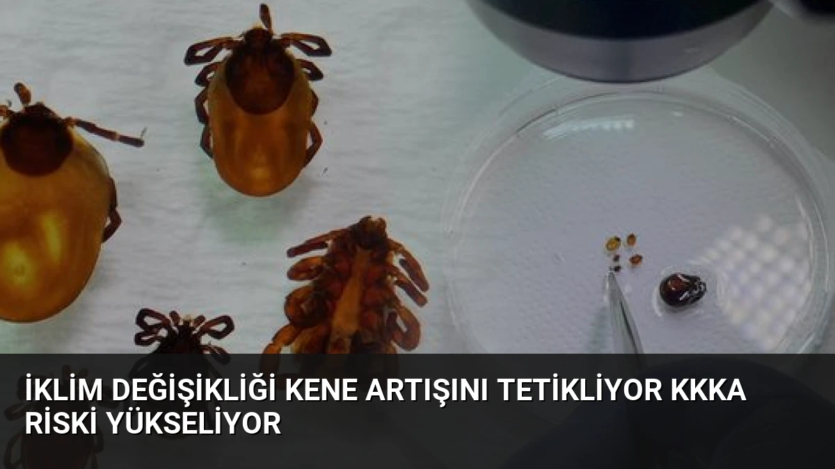 İklim Değişikliği Kene Artışını Tetikliyor KKKA Riski Yükseliyor