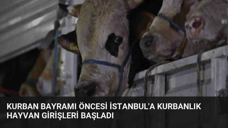 Kurban Bayramı Öncesi İstanbul’a Kurbanlık Hayvan Girişleri Başladı