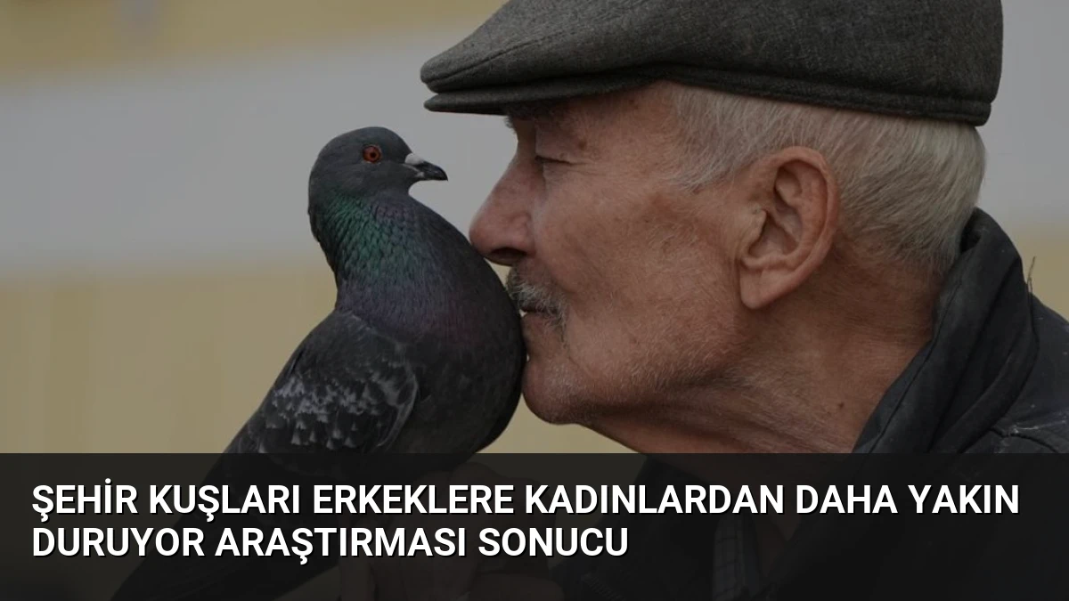 Şehir Kuşları Erkeklere Kadınlardan Daha Yakın Duruyor Araştırması Sonucu