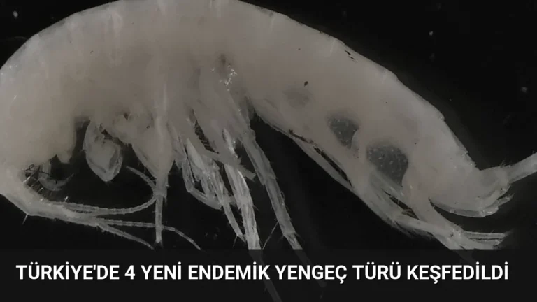 Türkiye’de 4 Yeni Endemik Yengeç Türü Keşfedildi