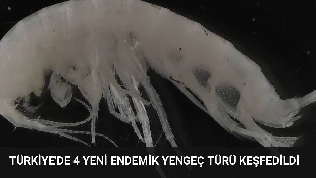 Türkiye’de 4 Yeni Endemik Yengeç Türü Keşfedildi