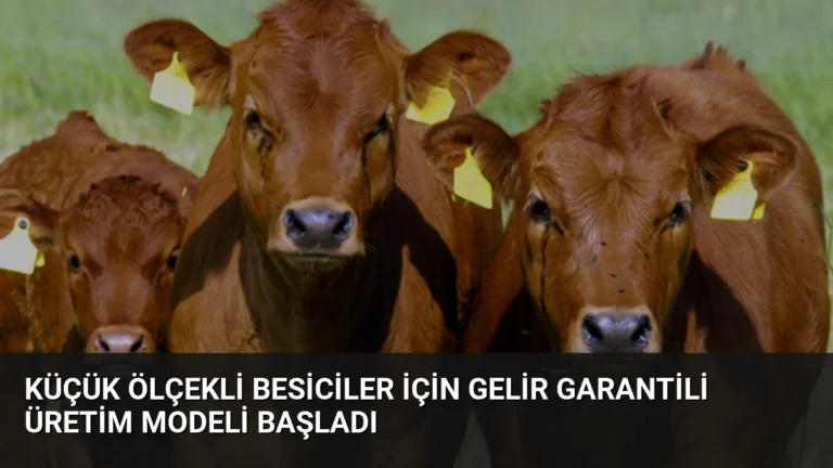 Küçük Ölçekli Besiciler İçin Gelir Garantili Üretim Modeli Başladı