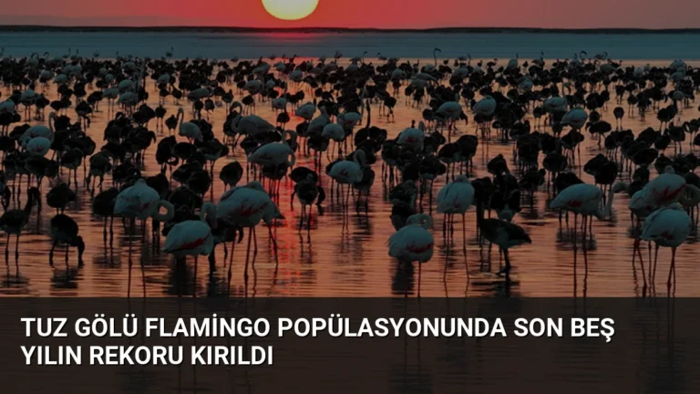 Tuz Gölü Flamingo Popülasyonunda Son Beş Yılın Rekoru Kırıldı
