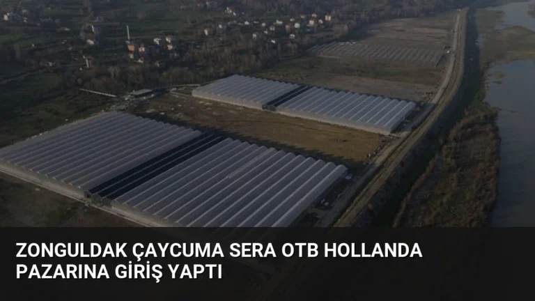 Zonguldak Çaycuma Sera OTB Hollanda pazarına giriş yaptı