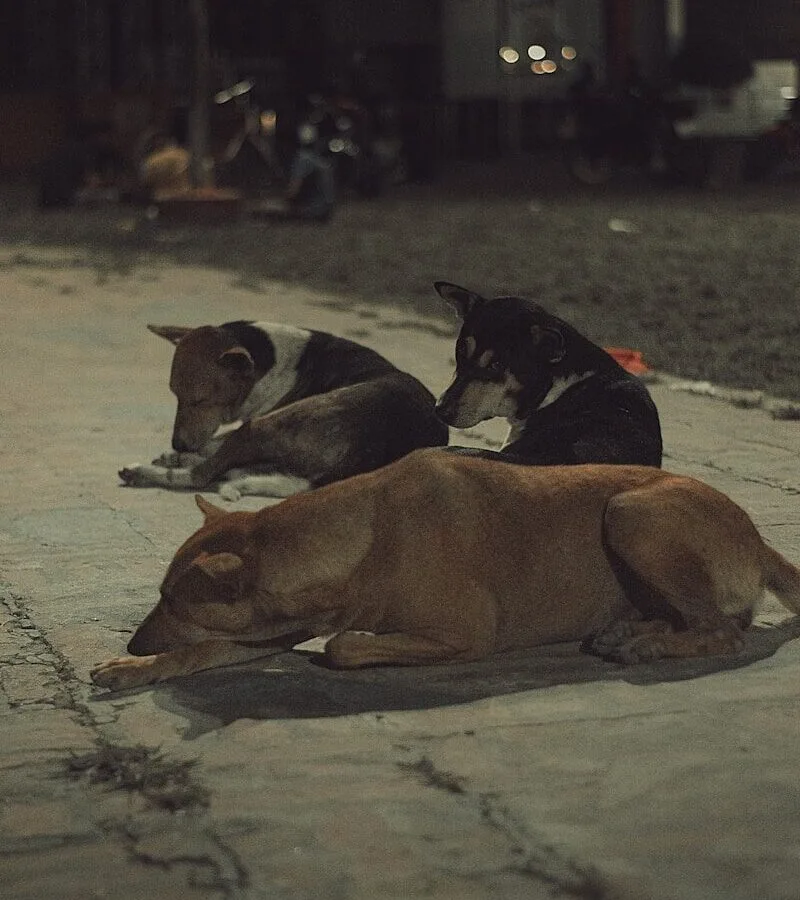Sokakta Tasmasız Köpek Gezdirenlere Yargıtay’dan Şok Karar: Isırmasa Bile Hapis Cezası Var!